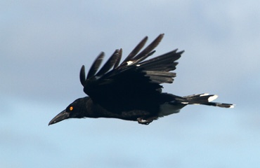 Lord Howe currawong